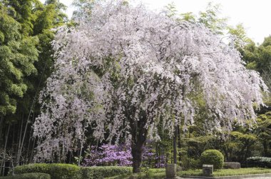 Bahçedeki beyaz çiçeklerin yakın plan görüntüsü, baharda kiraz çiçekleri                  