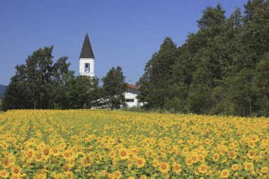 Ayçiçeği alan church yakınındaki