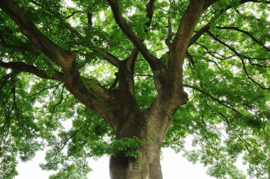 Parktaki büyük yeşil ağaç..