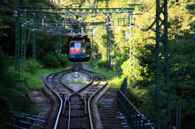 Ormandaki tren raylarında. 