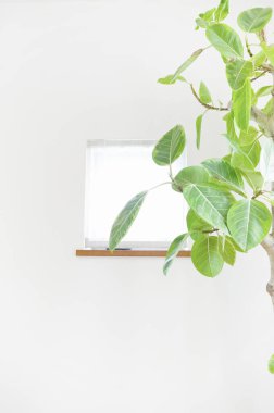 Raftaki beyaz kare kutunun yanında yeşil yapraklar.