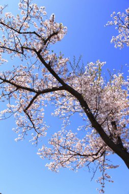 Güzel bahar çiçekleri, yakın manzara.