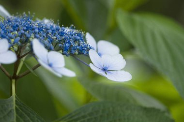 Bahçedeki güzel mavi çiçeklerin yakın çekim görüntüsü 