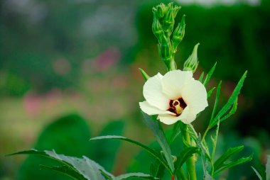 Bahçenin çiçeği.