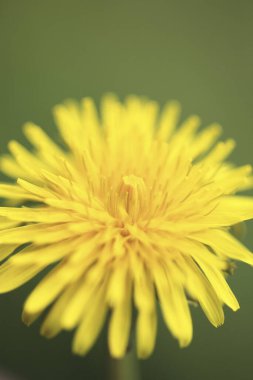 Güzel çiçekler, çiçek konsepti