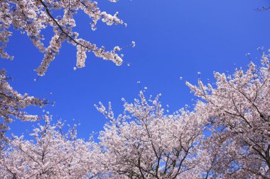 Bahçede çiçek açan güzel kiraz ağacı.