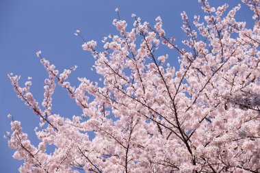 Japonya 'da güzel bahar kiraz çiçekleri