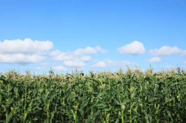 Mısır bitkileriyle tarlanın güzel manzarası