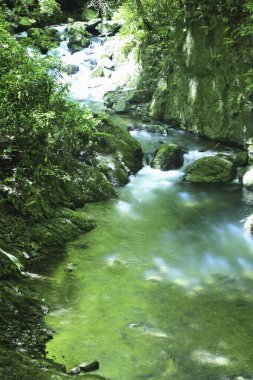 Ormandaki şelalenin güzel manzarası                