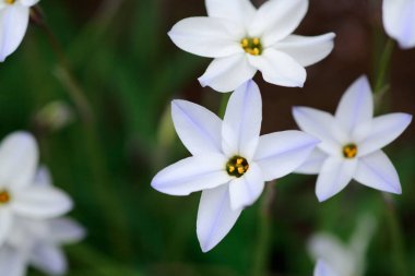 Beyaz bir çiçeğe yaklaş