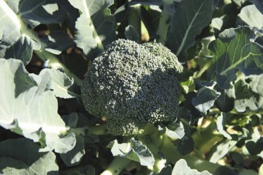 Bahçede yetişen organik brokolinin yakın plan görüntüsü. 