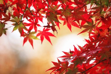 Kırmızı sonbahar yaprakları, sonbahar çiçekleri, Japon akçaağacı yakın görüş.