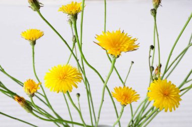 Beyaz arkaplanda güzel sarı çiçeklerin yakın plan görüntüsü.