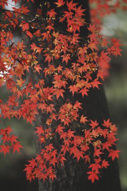 Sonbahar akçaağaç yaprakları, sonbahar bitkisi