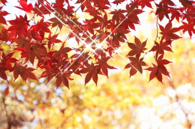 Kırmızı akçaağaç yaprakları. sonbahar arkaplanı
