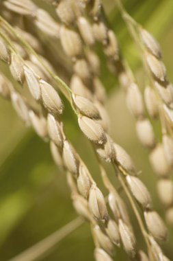 Yazın yeşil buğday tarlası