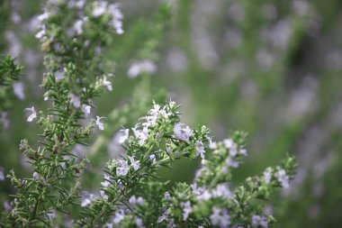 Güzel çiçekler, yakın görüş, doğa konsepti.
