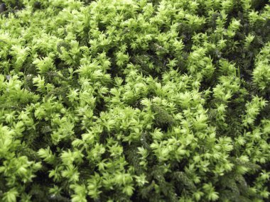 Yemyeşil yapraklar doğayı kaplıyor.