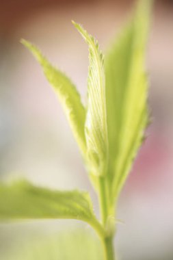 Güzel botanik fotoğrafı, doğal duvar kağıdı.
