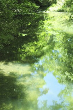 Nehirdeki su yansımasında yeşil orman         