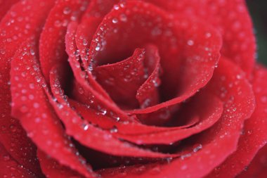 Su damlalı kırmızı gül