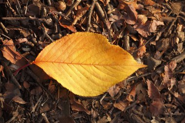 Parkta sonbahar yaprakları