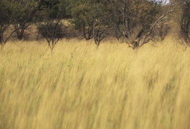 Ağaçları ve uzun kuru otları olan güzel bir manzara.