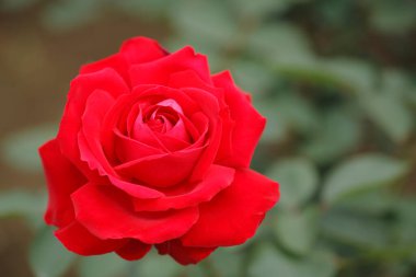 Bahçedeki güzel güller, yakın manzara