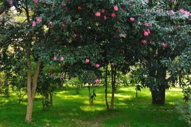 Bahçedeki yeşil ağaçlarda pembe çiçekler