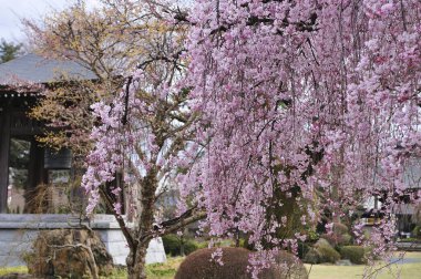 Güzel pembe kiraz çiçeklerinin manzarası 