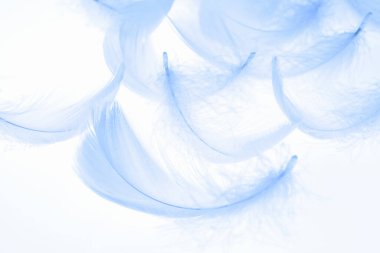 beyaz tüyler güzel arka plan 