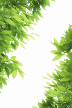 Beyaz arkaplanda yeşil yapraklar izole