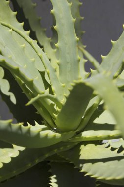 Güzel yeşil aloe vera yapraklarının yakın çekim görüntüsü        