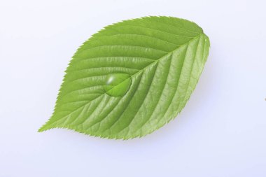 Beyaz arkaplanda yeşil yaprak izole edildi 