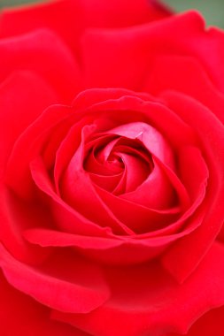 Bahçedeki güzel kırmızı gül.