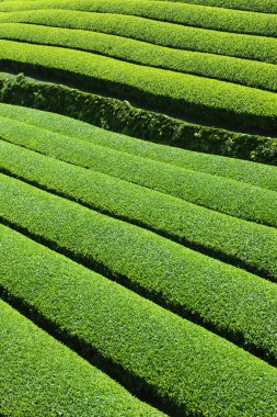 Tayvan 'daki çay tarlası, çay tarlası.