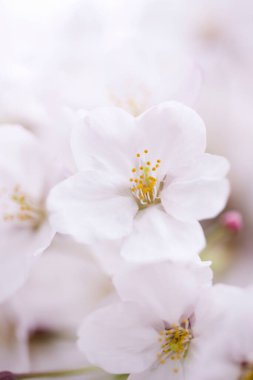 ağaç üzerinde beyaz çiçekler