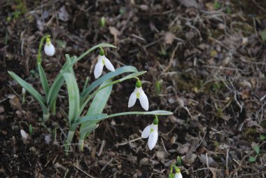 Ormandaki güzel kardamlaları kapatın.