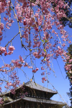  Japonya 'daki antik Budist tapınak kompleksi.