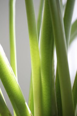 Beyaz arka planda aloe vera bitkisi. Kapat.