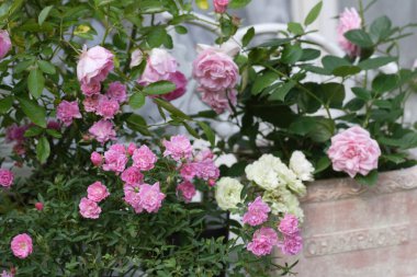 Bahçedeki güzel pembe çiçekler