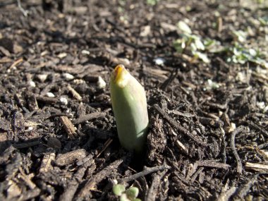 Bahar bahçesinde büyüyen yeşil filizler.