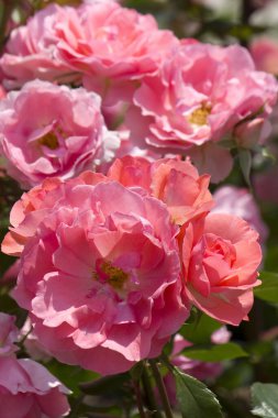 Yaz bahçesinde güzel pembe gül