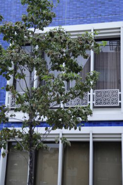 Modern mavi bina pencerelerinin yanında büyüyen yeşil ağaç