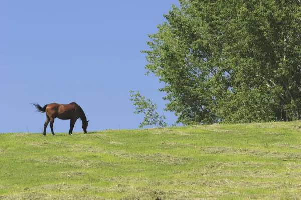 Horses Green Field — Stock Photo, Image