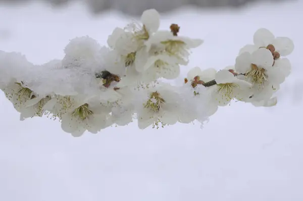 Krásné Jarní Květiny Parku — Stock fotografie