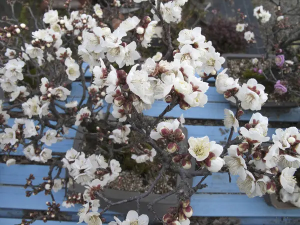 Jablečné Květy Zahradě — Stock fotografie