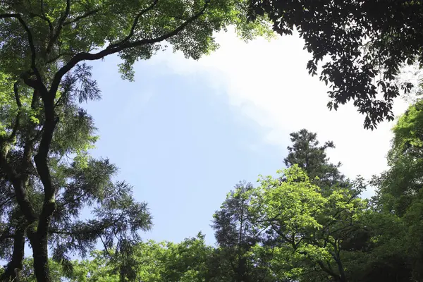 Hermosos Árboles Verdes Bosque Cielo Azul — Foto de Stock