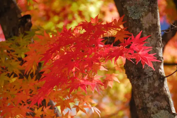 red maple leaves, fall foliage background