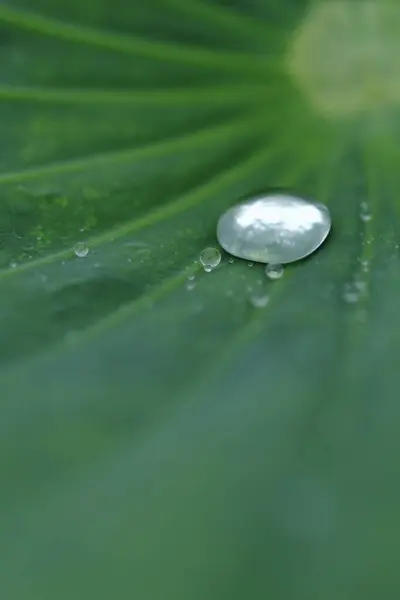 Wassertropfen Auf Grünem Lotusblatt Nahaufnahme — Stockfoto